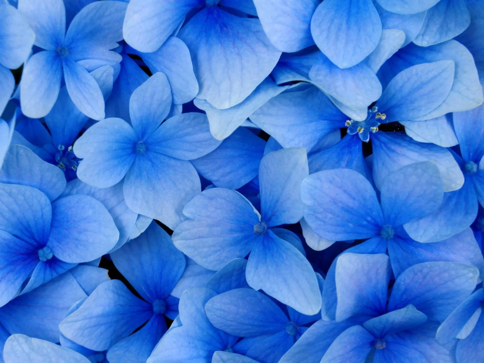 Muchas bonitas flores color azul | wallpapernarium