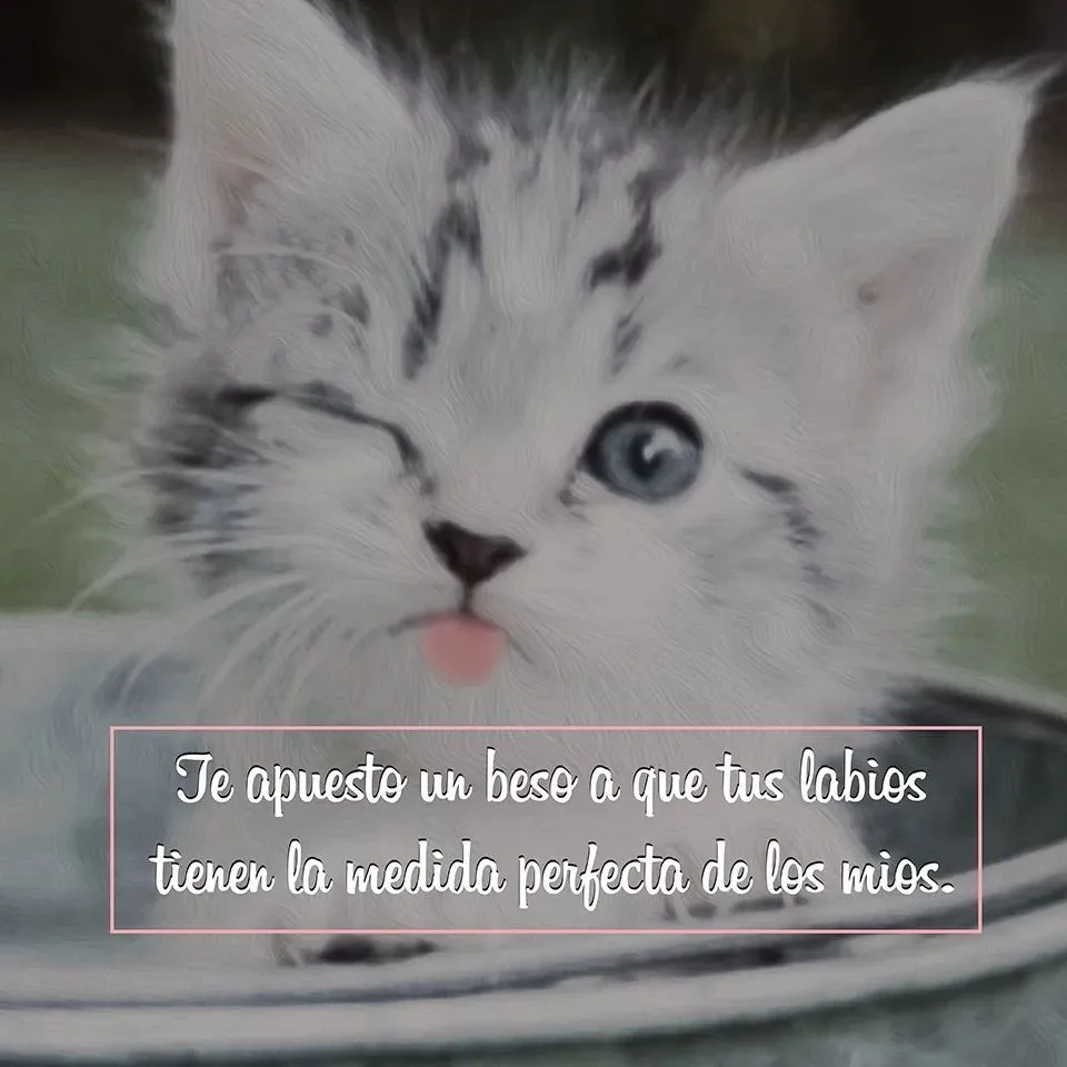 Bonitas imágenes de gatitos tiernos enamorados con frases de amor,  divertidas y chistosas para descargar gratis y decir… | Chistoso, Gatos  tiernos, Imagenes de amor