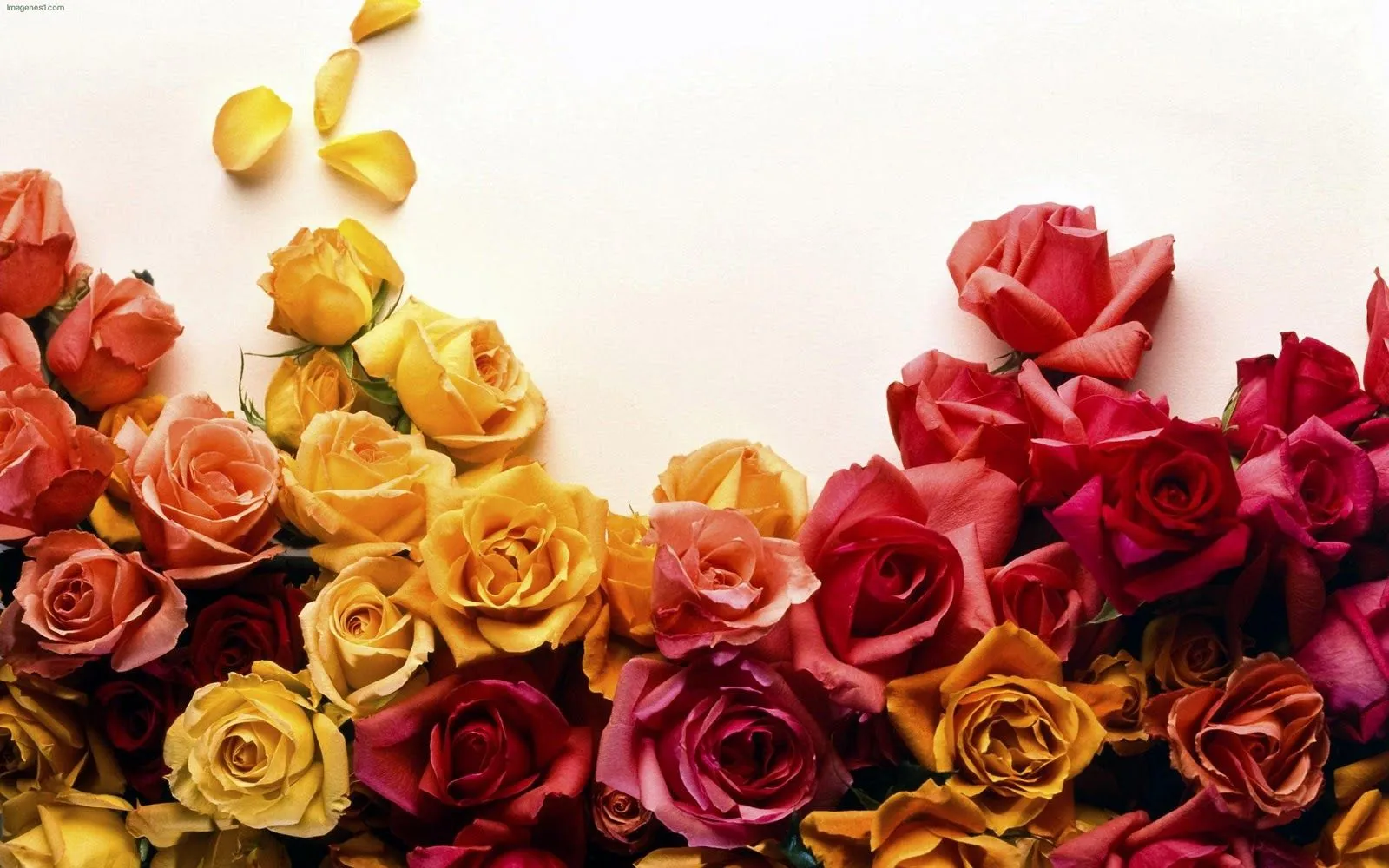 Bonitas rosas de distintos tonos de colores calidos | wallpapernarium