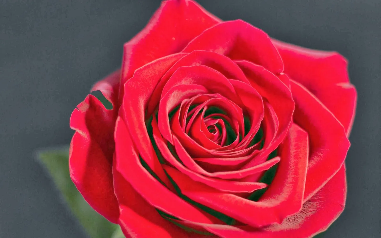 Bonitas rosas para regalar | Fotos Bonitas de Amor | Imágenes ...