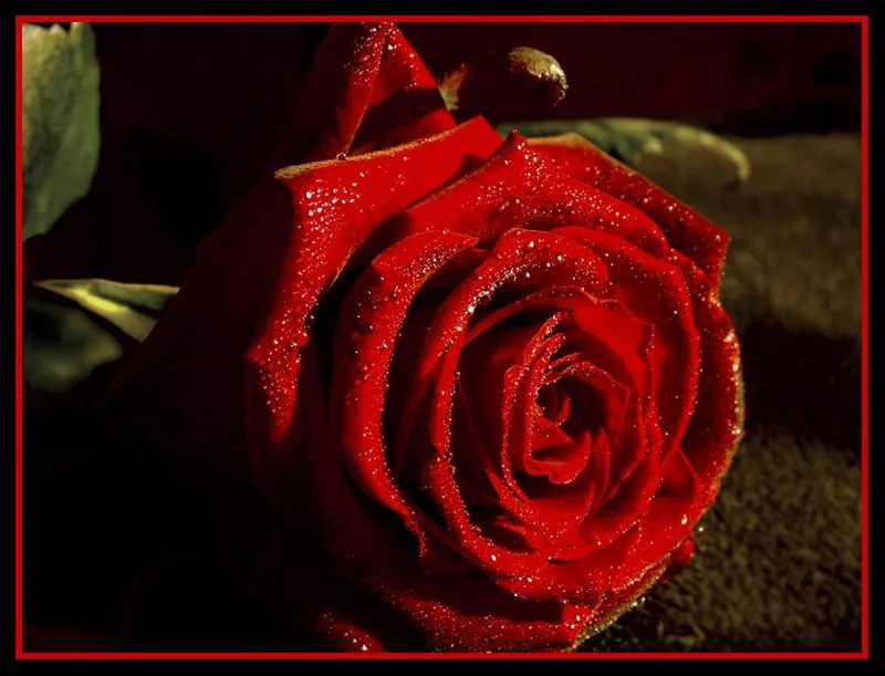 Bonitas rosas rojas - Imagenes Gratis