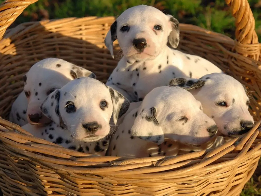 un bonito fondo de pantalla enel que vemos cachorros de perros ...