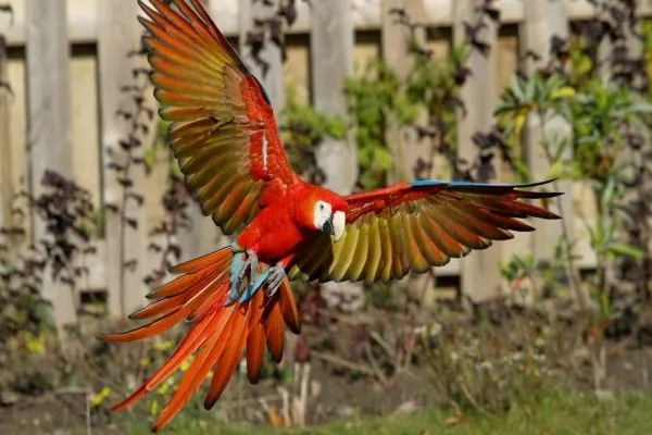 Bonito loro volando (56997)