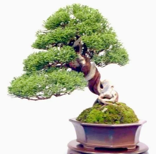 Bonsai Center Sopelana: 1/11/13 - 1/