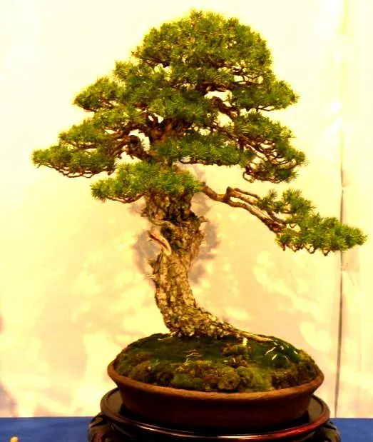 Bonsai Center Sopelana: ¿ EL BONSAI ES ALGO MAS ?