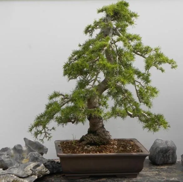 El ejemplar de hoy es un cedro, concretamente Cedrus atlántica ...