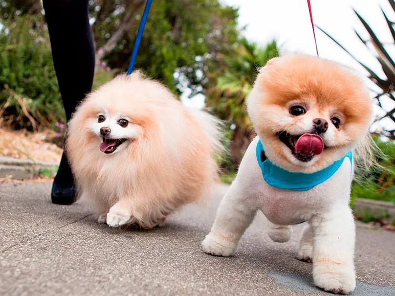 Boo, el perro más lindo del mundo « UNIVERSAL-VENEZUELA UNIVERSAL-