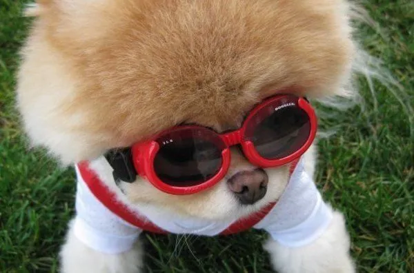 Boo, el perro más "mono" del mundo con gafas de sol