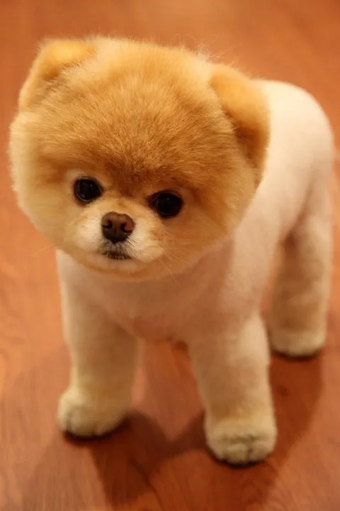 boo the pomerianian | Tumblr