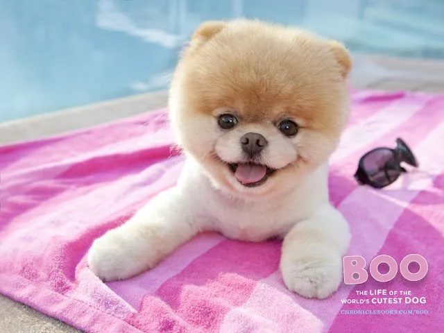 Boo-The-Worlds-Cutest-Dog- ...