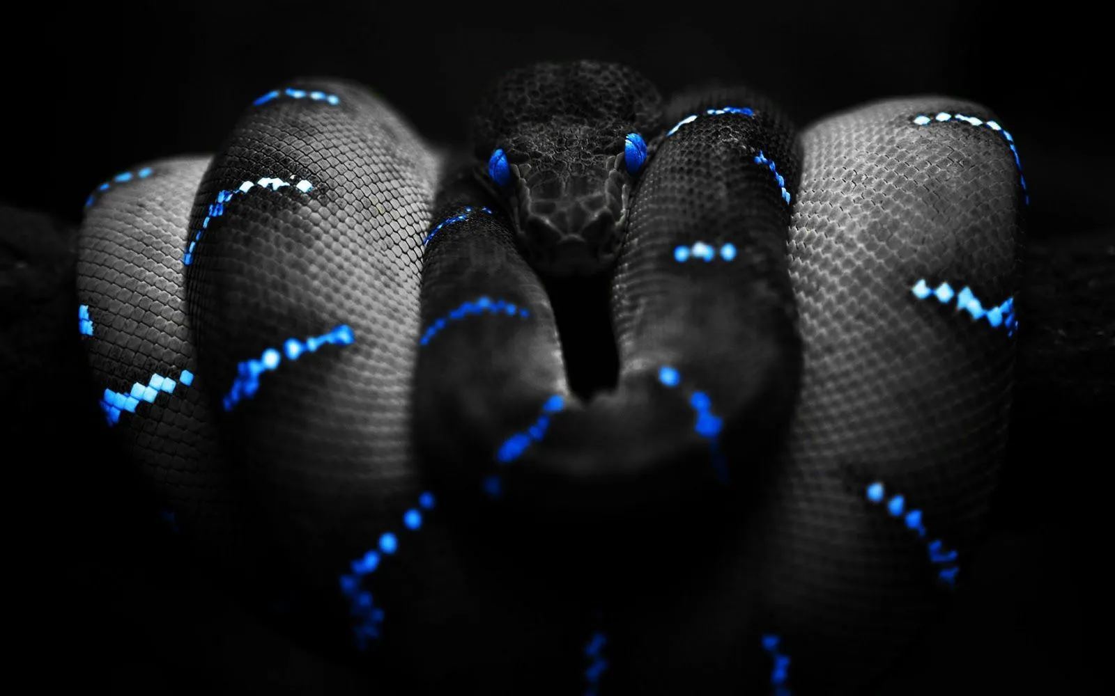 Book Imagenes: fondo HD la serpiente negra