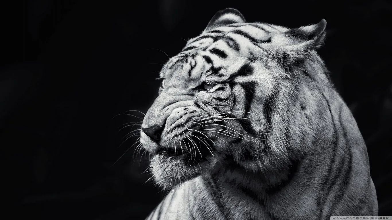 Tigre Blanco Hd Wallpapers 71447 | ZWALLPIX