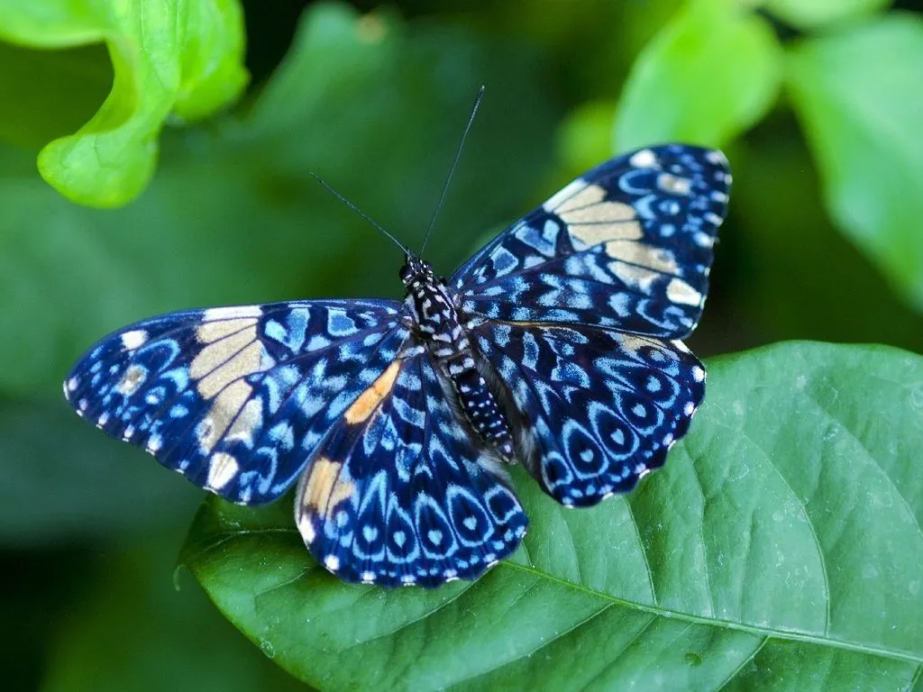 borboleta1.jpg