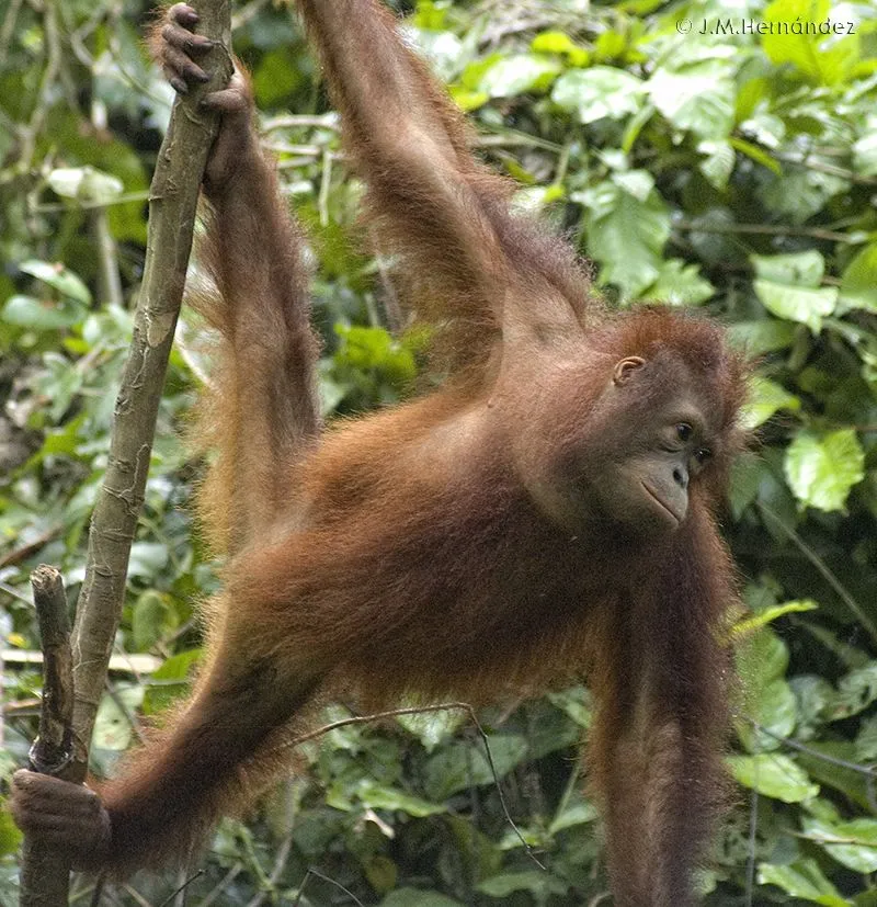 Borneo: El declive de la jungla | La Ciencia y sus Demonios