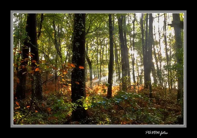EL BOSQUE ANIMADO 2-F | Flickr - Photo Sharing!