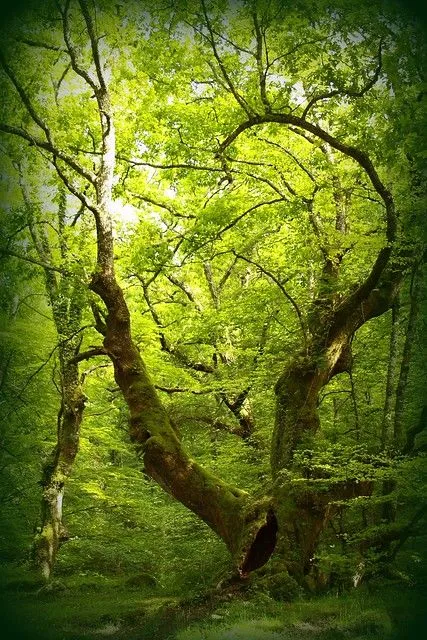 el bosque animado? | Flickr - Photo Sharing!