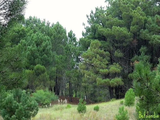 Bosque de coníferas | Flickr - Photo Sharing!