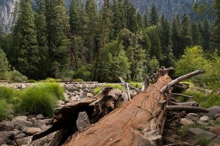 Bosque de coníferas on Pinterest | Sons, Principal and Habitats