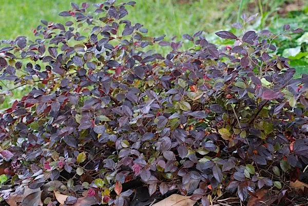 Bosque despierto: Arbusto de hoja morada