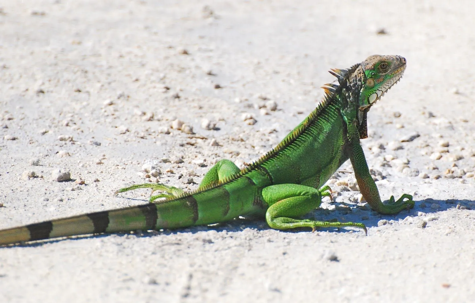 Bosque despierto: Iguana verde