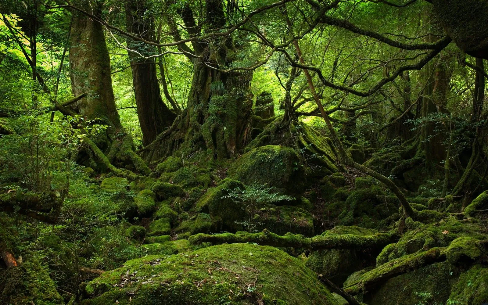 El Bosque de los duendes-Naturaleza espesa | Wallpaper-Bobiandcompany