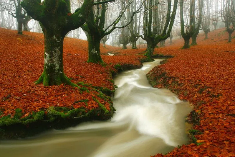 Bosque encantado - Enchanted forest | Banco de Imagenes