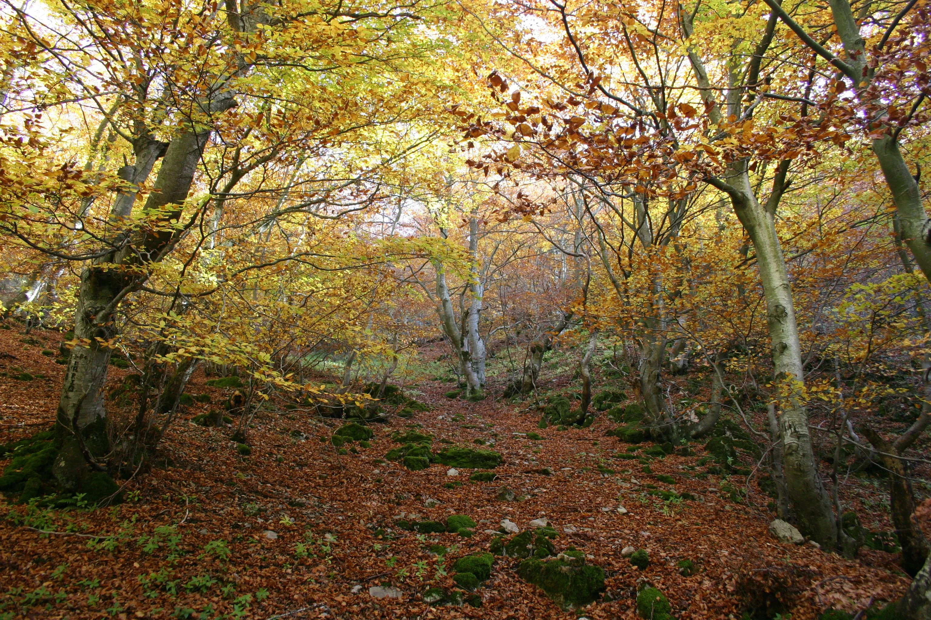 El Bosque Encantado, el Faedo de Ciñera de Gordón