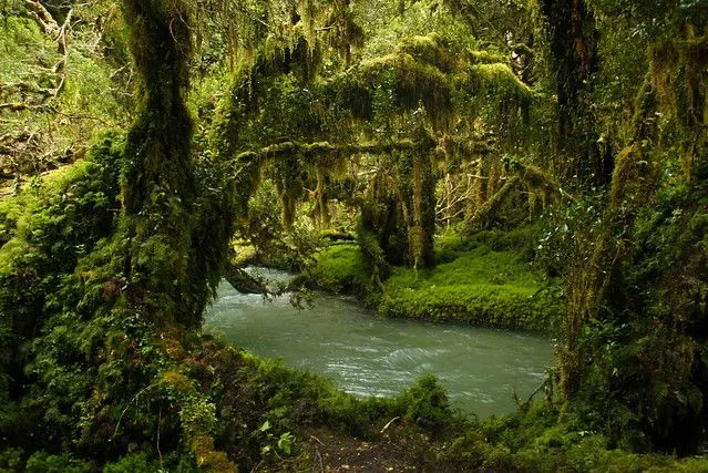 Bosque Encantado | Flickr - Photo Sharing!