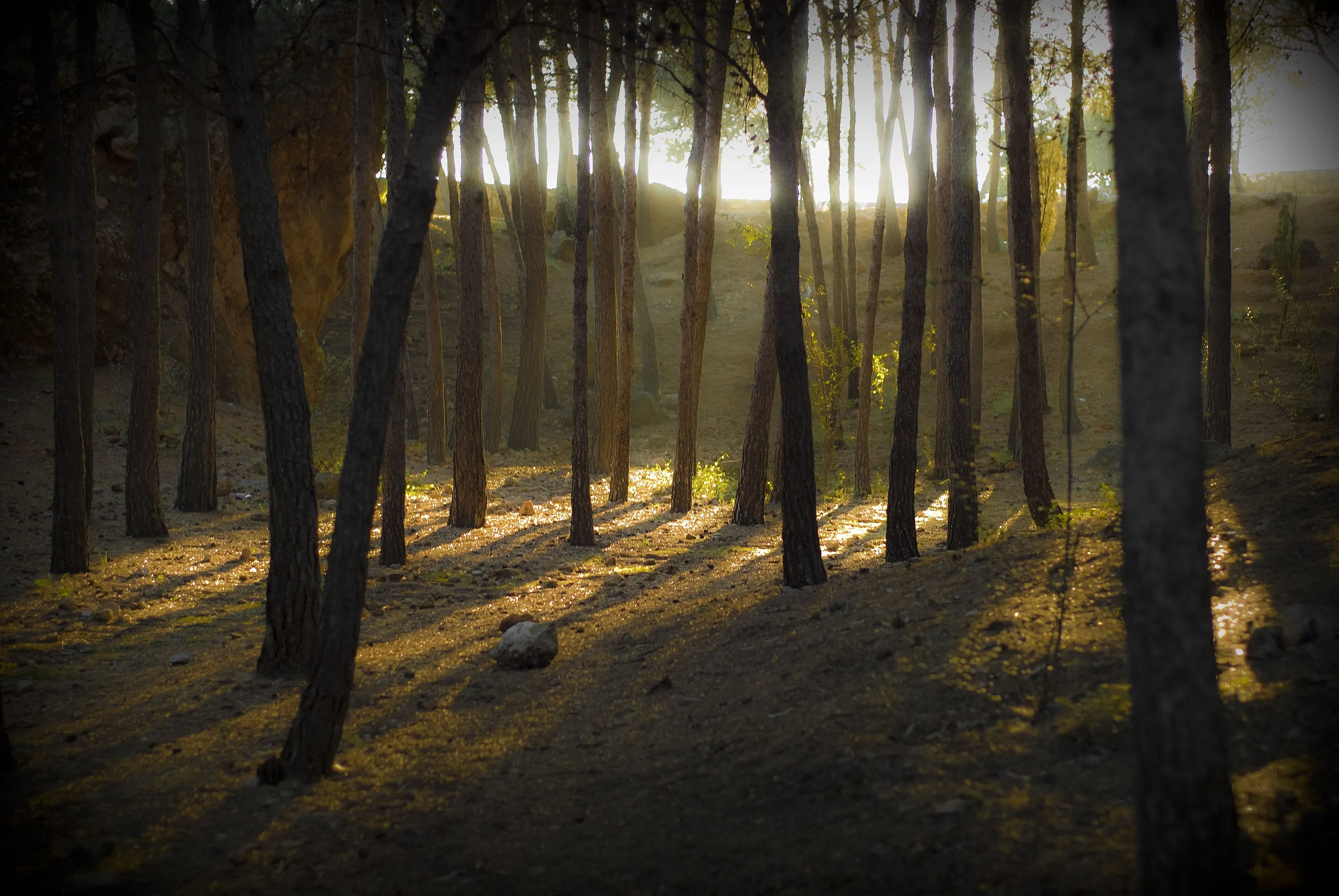 El bosque encantado | fotos de Naturaleza