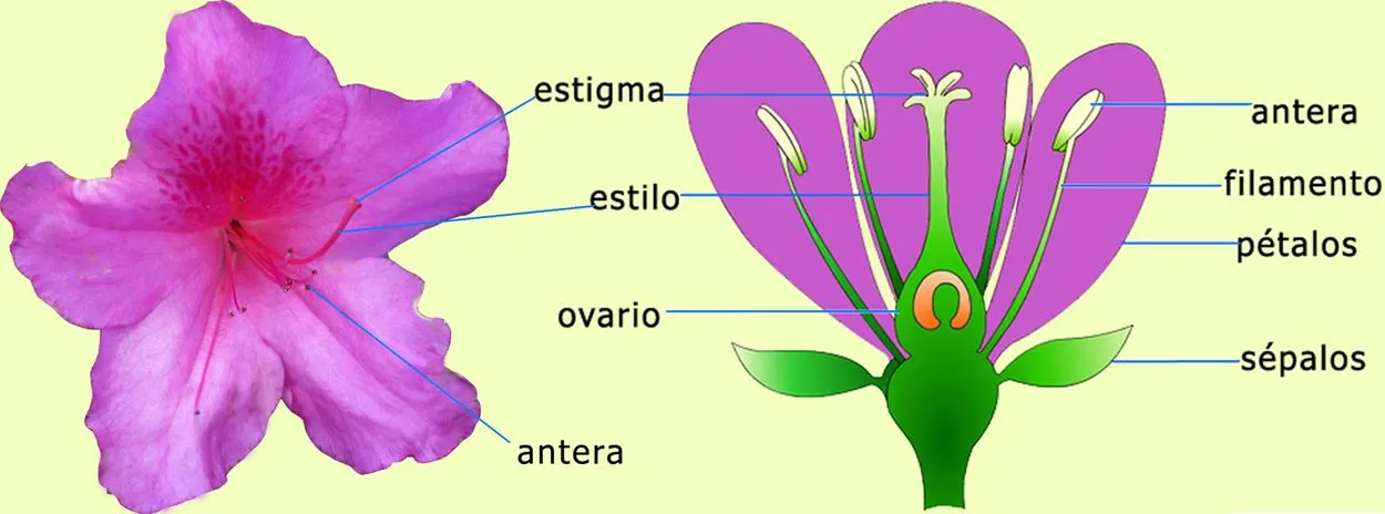 Nuestro Bosque Encantado: Partes de la flor