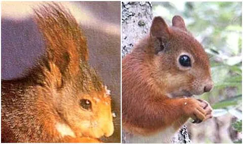 El bosque encantado: Unidad Didáctica del Otoño: "Ardillas por ...