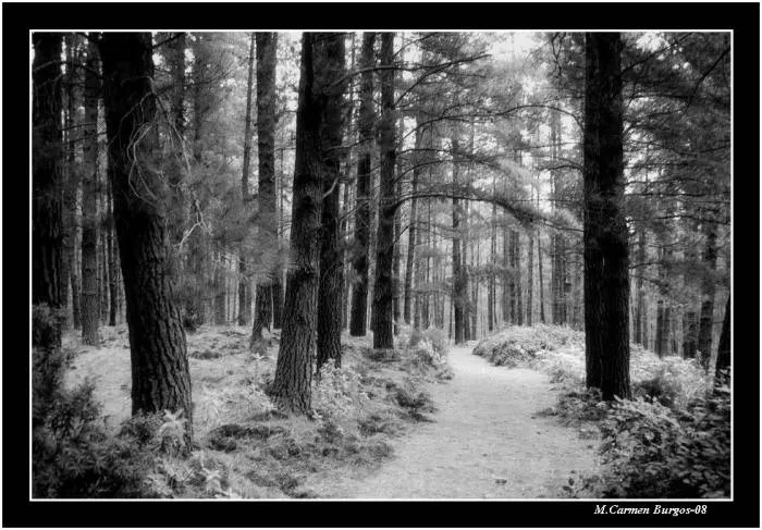 Bosque de pinos M.Carmen Burgos - Artelista.