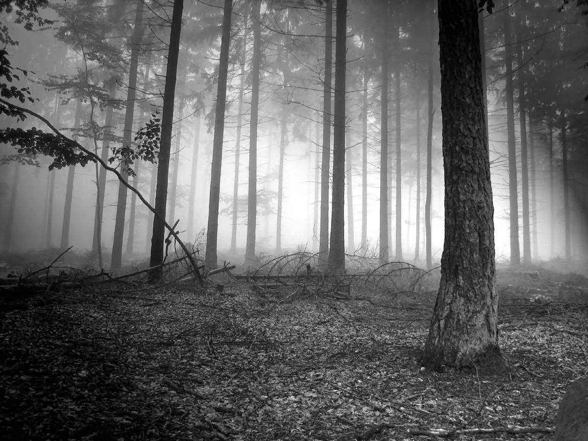 El Bosque Tenebroso Pictures