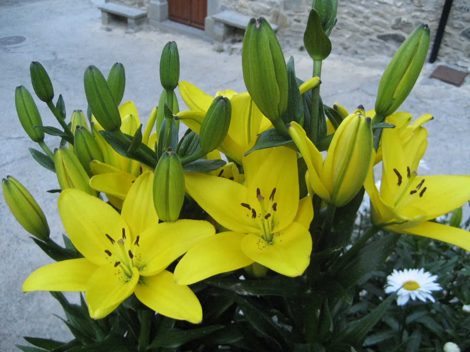 EL BOSQUE DE TRIMBOLERA: FLOR DE LIS