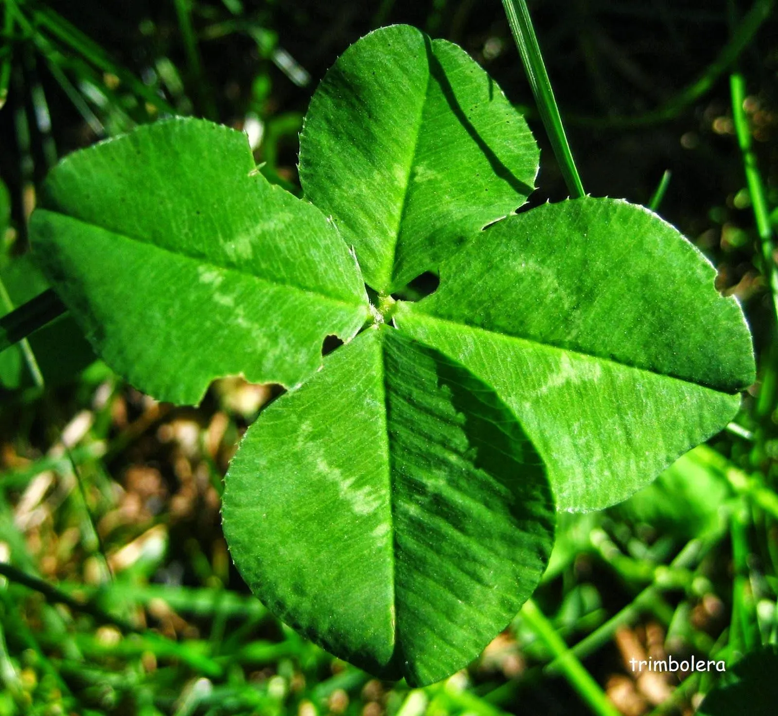 El bosque de trimbolera : Trébol de cuatro hojas