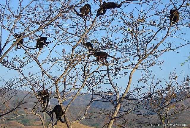 Bosque Tropical Seco, Guanacaste, Costa Rica. Animales del Bosque ...