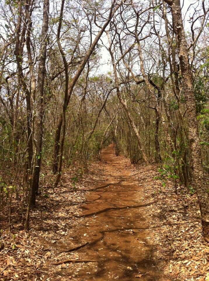 Bosque tropical seco. Parque Nacional Barra Honda. | Bosque tropical,  Imagenes de la selva, Bosque mediterraneo