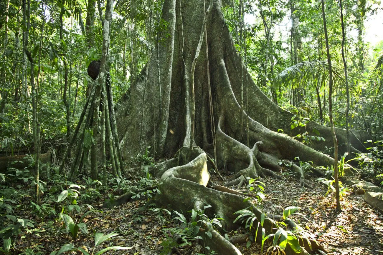 El bosque tropical y la selva amazónica