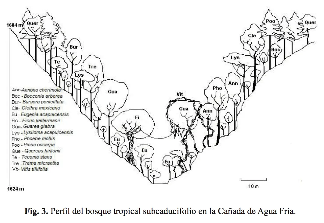 EL BOSQUE TROPICAL SUBCADUCIFOLIO EN DOS CAÑADAS DE TLATLAYA, ESTADO DE  MÉXICO