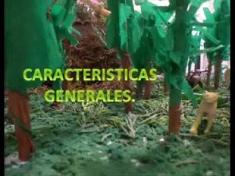 BOSQUE TROPICAL - YouTube