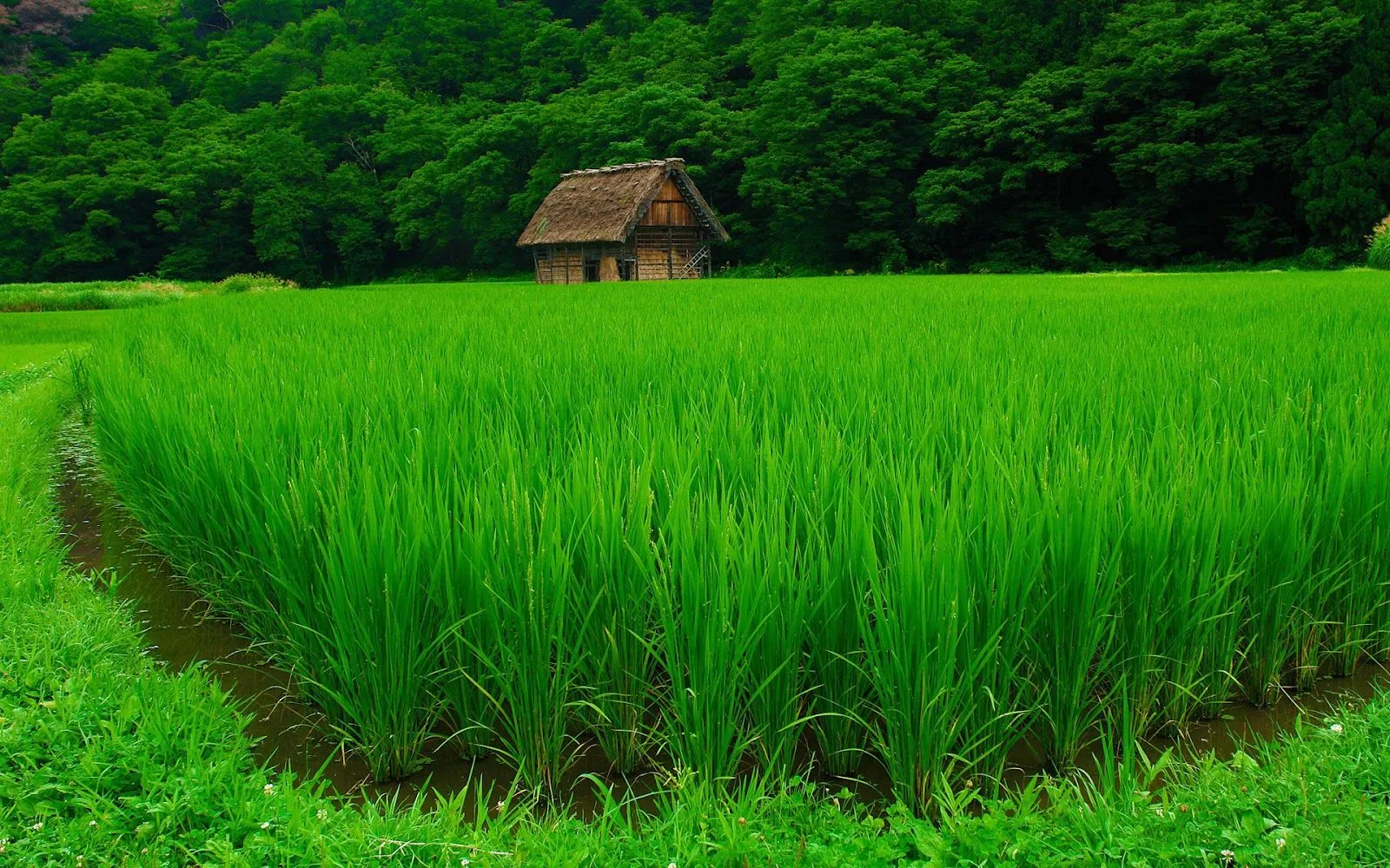 Bosque Verde - Fondos de Pantalla HD - Wallpapers HD