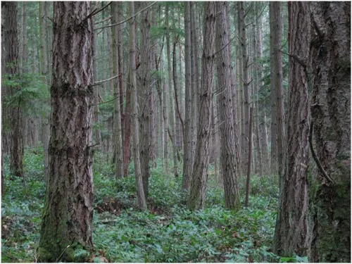 Los 7 bosques más amenazados del Planeta - Taringa!