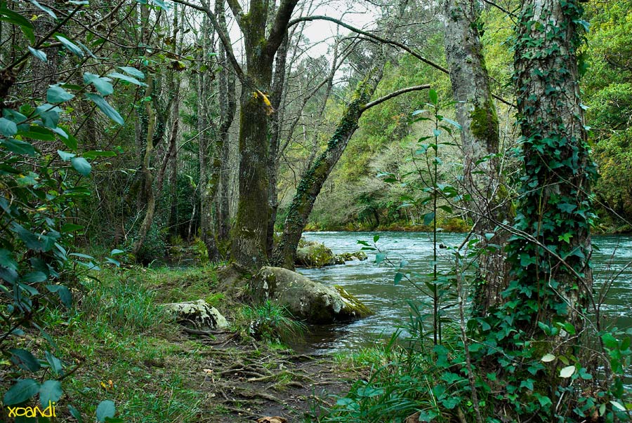 Bosques Con Animales Imagenes