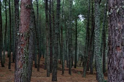 Bosques De Coniferas O Taiga