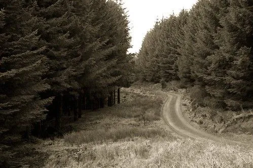 Entre bosques encantados, hadas y mariposas mágicas (3) « Blog de ...