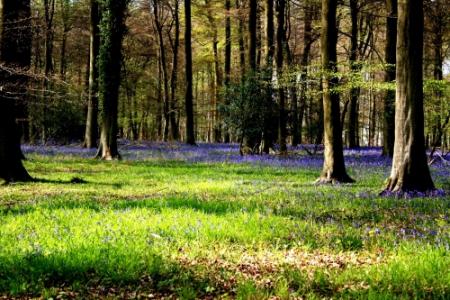 Bosques Encantados Irlanda