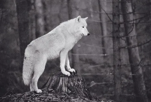 Bosques, lobos, libros y otras cosas... - Taringa!