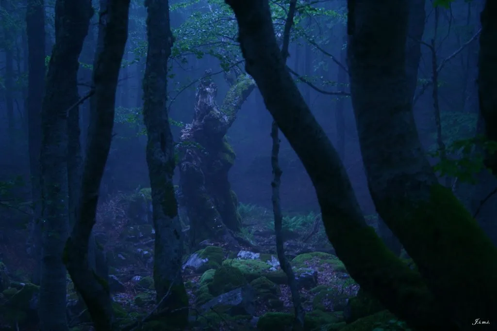 Los bosques oscuros de Mordor - Galerías Canonistas.