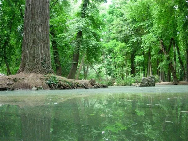 Los bosques primarios: :: Qué es un bosque primario