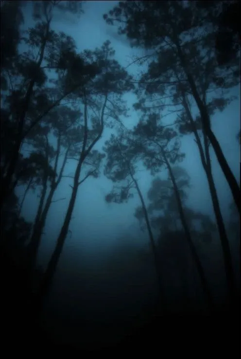 Bosques Tenebrosos - Taringa!